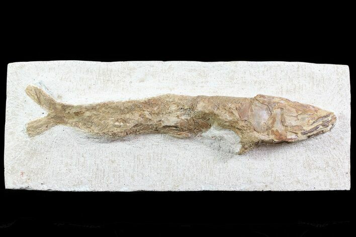 Lower Turonian Fossil Fish - Goulmima, Morocco #76399